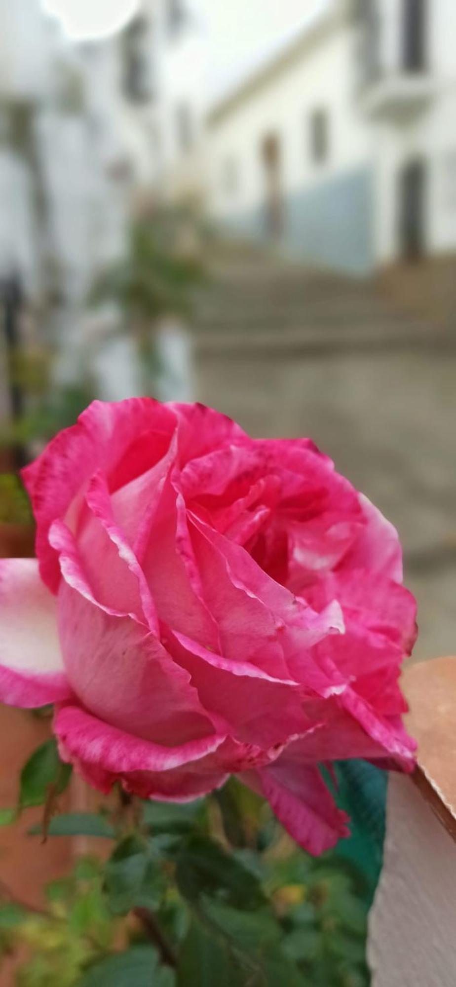 Casa Rustica Rondaアパートメント エクステリア 写真